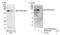 Splicing Factor SWAP antibody, NB100-55245, Novus Biologicals, Western Blot image 