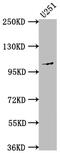 Membrane Metalloendopeptidase antibody, CSB-RA940661A0HU, Cusabio, Western Blot image 