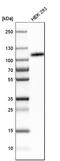 CD276 Molecule antibody, HPA009285, Atlas Antibodies, Western Blot image 