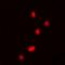 DEAD-Box Helicase 5 antibody, orb393266, Biorbyt, Immunofluorescence image 