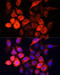 Sonic Hedgehog Signaling Molecule antibody, 14-467, ProSci, Immunofluorescence image 