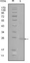 GATA Binding Protein 3 antibody, STJ98099, St John