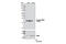 MOB Kinase Activator 1B antibody, 8699S, Cell Signaling Technology, Western Blot image 