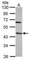 DNA Polymerase Beta antibody, PA5-34684, Invitrogen Antibodies, Western Blot image 