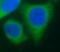 Interleukin 18 antibody, FNab06764, FineTest, Immunofluorescence image 