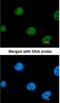 Zinc Finger Protein 211 antibody, NBP1-32446, Novus Biologicals, Immunocytochemistry image 