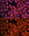 LIM And SH3 Protein 1 antibody, GTX64762, GeneTex, Immunofluorescence image 