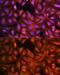 LIM and SH3 domain protein 1 antibody, GTX64762, GeneTex, Immunofluorescence image 