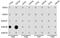 Histone Cluster 3 H3 antibody, GTX54109, GeneTex, Dot Blot image 