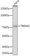 Tripartite Motif Containing 45 antibody, GTX66114, GeneTex, Western Blot image 