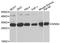 DNA replication complex GINS protein SLD5 antibody, A10548, Boster Biological Technology, Western Blot image 