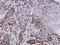 CTD Phosphatase Subunit 1 antibody, NBP1-31472, Novus Biologicals, Immunohistochemistry frozen image 