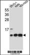 Cytochrome C Oxidase Subunit 6B1 antibody, 56-356, ProSci, Western Blot image 