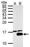 Galectin 7B antibody, PA5-32214, Invitrogen Antibodies, Western Blot image 