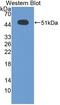 Activating Transcription Factor 3 antibody, LS-C372940, Lifespan Biosciences, Western Blot image 