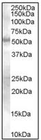 SMAD Family Member 9 antibody, AP08913PU-N, Origene, Western Blot image 
