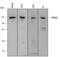 MAGE Family Member D1 antibody, AF3835, R&D Systems, Western Blot image 