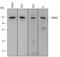 MAGE Family Member D1 antibody, AF3835, R&D Systems, Western Blot image 