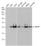 Brain Abundant Membrane Attached Signal Protein 1 antibody, PA5-78320, Invitrogen Antibodies, Western Blot image 