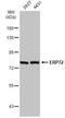 Cai antibody, NBP2-16371, Novus Biologicals, Western Blot image 