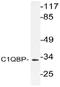 Complement component 1 Q subcomponent-binding protein, mitochondrial antibody, AP21154PU-N, Origene, Western Blot image 