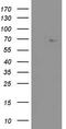 Zinc Finger Protein 286A antibody, TA803480, Origene, Western Blot image 