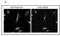 Autophagy Related 9A antibody, NBP2-50109, Novus Biologicals, Immunofluorescence image 