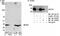 Prohibitin 2 antibody, NB100-1809, Novus Biologicals, Western Blot image 