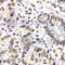 RB Binding Protein 7, Chromatin Remodeling Factor antibody, A6967, ABclonal Technology, Immunohistochemistry paraffin image 