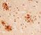 Integral Membrane Protein 2B antibody, AF7015, R&D Systems, Immunohistochemistry frozen image 