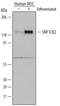 Salt Inducible Kinase 2 antibody, AF5737, R&D Systems, Western Blot image 