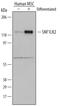 Serine/threonine-protein kinase SIK2 antibody, AF5737, R&D Systems, Western Blot image 