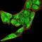 Bone Morphogenetic Protein 4 antibody, NBP2-52424, Novus Biologicals, Immunofluorescence image 