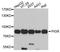 Polymeric Immunoglobulin Receptor antibody, A10881, ABclonal Technology, Western Blot image 