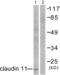 Claudin 11 antibody, abx013040, Abbexa, Western Blot image 