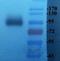 Negative Elongation Factor Complex Member E antibody, orb341214, Biorbyt, Western Blot image 