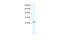 Transcription Factor 7 antibody, 28-192, ProSci, Enzyme Linked Immunosorbent Assay image 