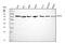 ATP Binding Cassette Subfamily G Member 8 antibody, A01482-1, Boster Biological Technology, Western Blot image 