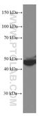 Serpin Family F Member 1 antibody, 66554-1-Ig, Proteintech Group, Western Blot image 