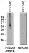 DNA Damage Inducible Transcript 4 Like antibody, NBP2-62218, Novus Biologicals, Western Blot image 