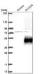 Solute Carrier Family 2 Member 6 antibody, NBP2-13327, Novus Biologicals, Western Blot image 