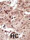 Phosphorylase Kinase Catalytic Subunit Gamma 1 antibody, 62-744, ProSci, Immunohistochemistry paraffin image 