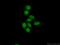 Interleukin Enhancer Binding Factor 2 antibody, 24572-1-AP, Proteintech Group, Immunofluorescence image 