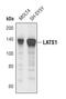 Large Tumor Suppressor Kinase 1 antibody, PA5-17142, Invitrogen Antibodies, Western Blot image 