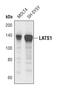 Large Tumor Suppressor Kinase 1 antibody, PA5-17142, Invitrogen Antibodies, Western Blot image 