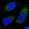 Pregnancy Specific Beta-1-Glycoprotein 11 antibody, PA5-61228, Invitrogen Antibodies, Immunofluorescence image 