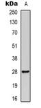 Tyrosine 3-Monooxygenase/Tryptophan 5-Monooxygenase Activation Protein Beta antibody, orb339061, Biorbyt, Western Blot image 