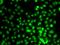 Lysine Methyltransferase 5A antibody, orb373608, Biorbyt, Immunofluorescence image 