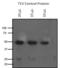 TEV Cleavage Site antibody, PA1-119, Invitrogen Antibodies, Western Blot image 
