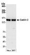 CASK Interacting Protein 2 antibody, NBP1-52628, Novus Biologicals, Western Blot image 